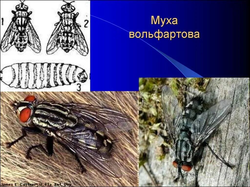 Развитие мясной мухи. Паразит вольтаровая Муха. Вольфартова Муха паразит. Вольфартова Муха личинки.