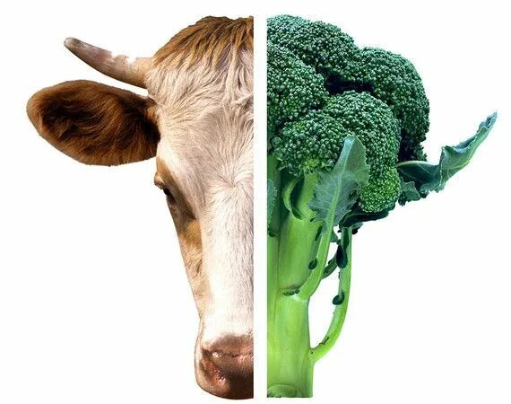 Веганство животные. Веганство и вегетарианство животные. Веганская корова. Растения еда для животных. Веган животное