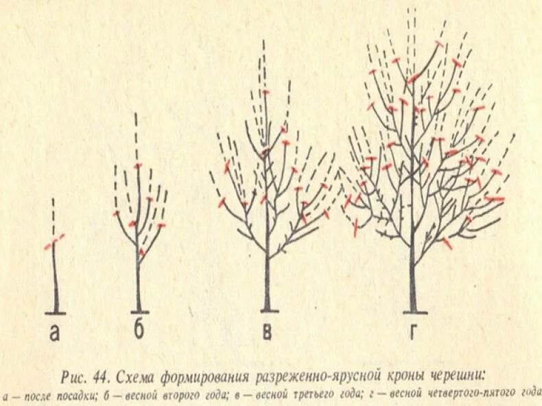 Можно ли сажать вишню с черешней. Обрезка вишни черешни весной схема. Схема обрезки черешни весной. Обрезка черешни осенью схема. Обрезка деревьев черешни.