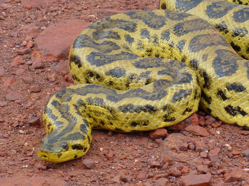 Желтая парагвайская Анаконда. Анаконда змея. Зеленая Анаконда (eunectes murinus). Змея Анаконда желтая.