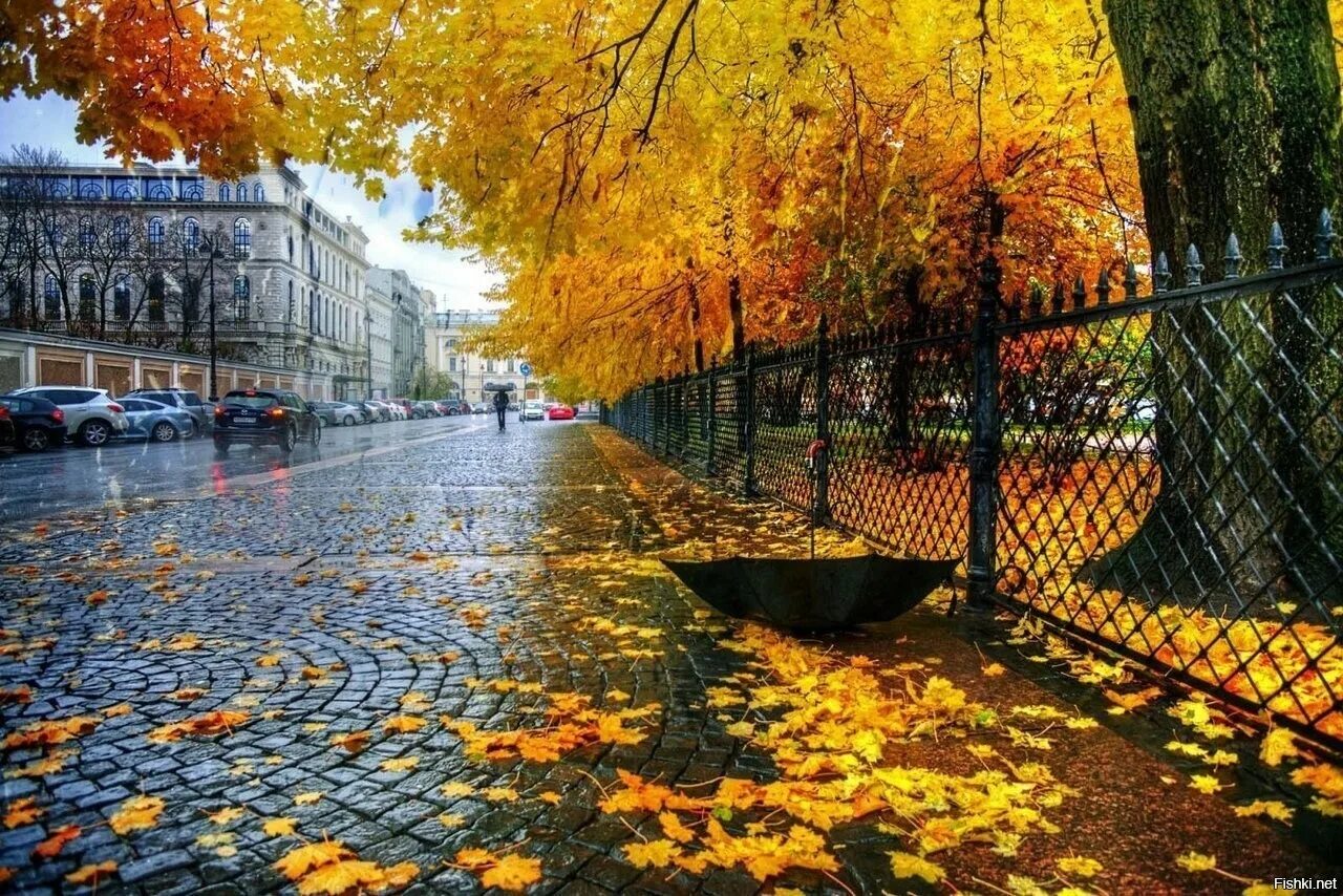 Октябрь. Золотая осень в СПБ Петроградка. Осень в городе. Осень дождь. Осенний город.