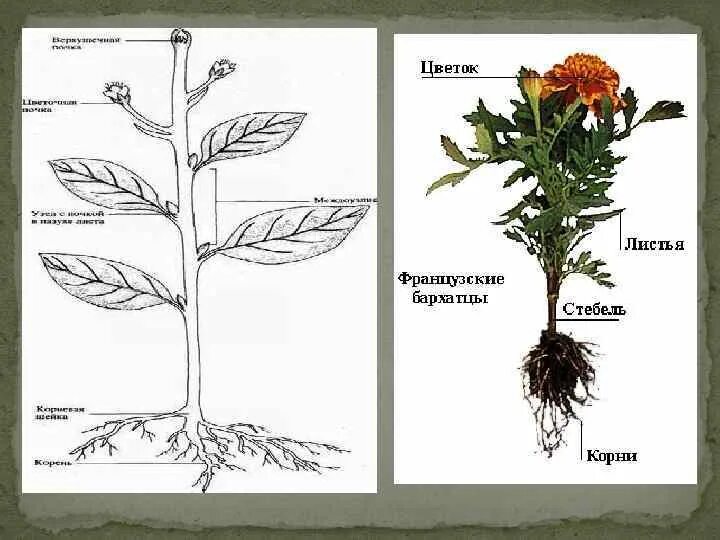 Стебель и листья корнеплодов 5 букв