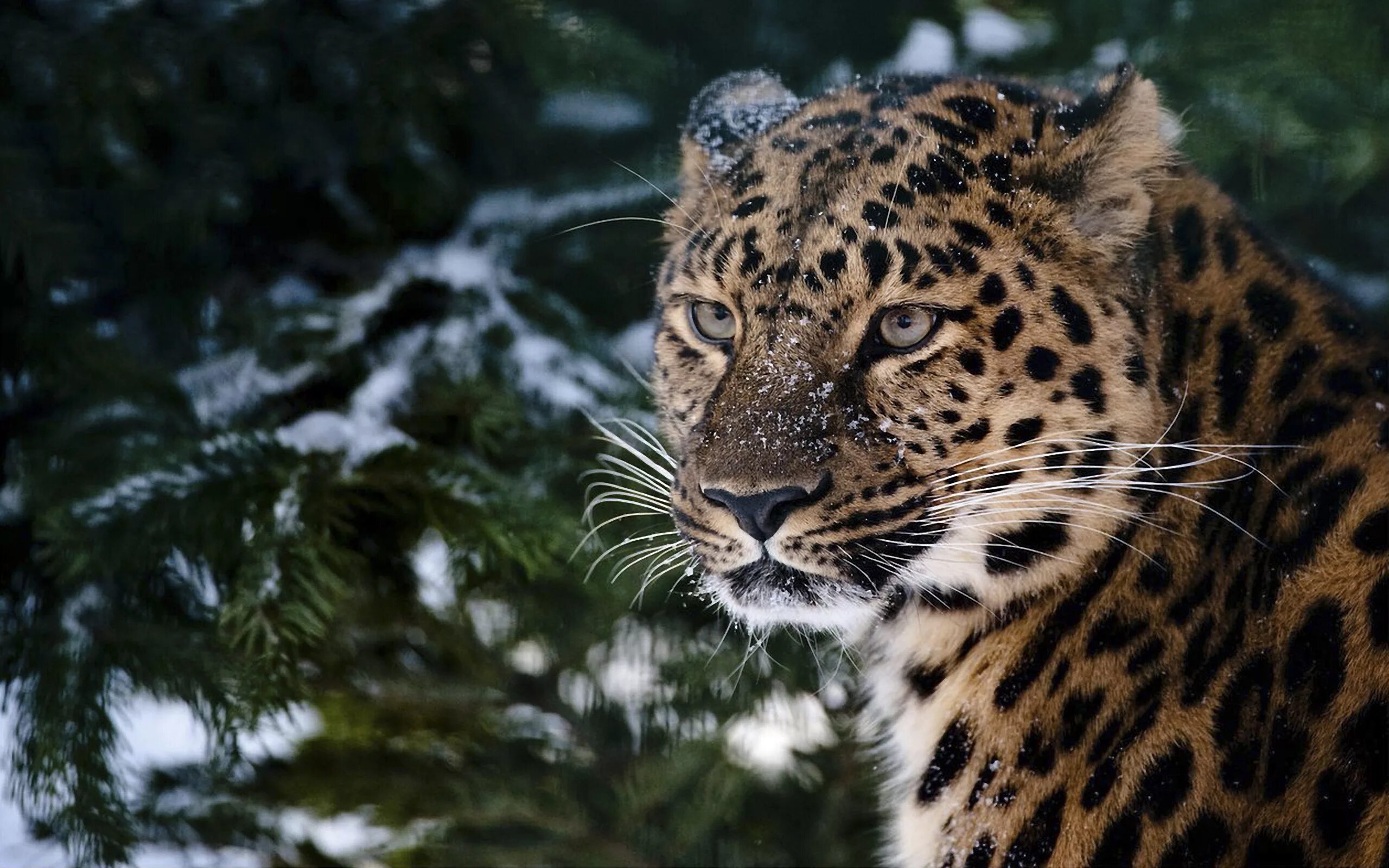 Картинки на полный экран. Дальневосточный леопард (Амурский леопард). Переднеазиатский леопард. Дальневосточный Ягуар. Дальневосточный леопард в снегу.