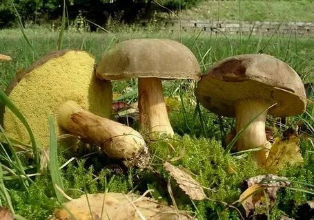 Боровики моховики