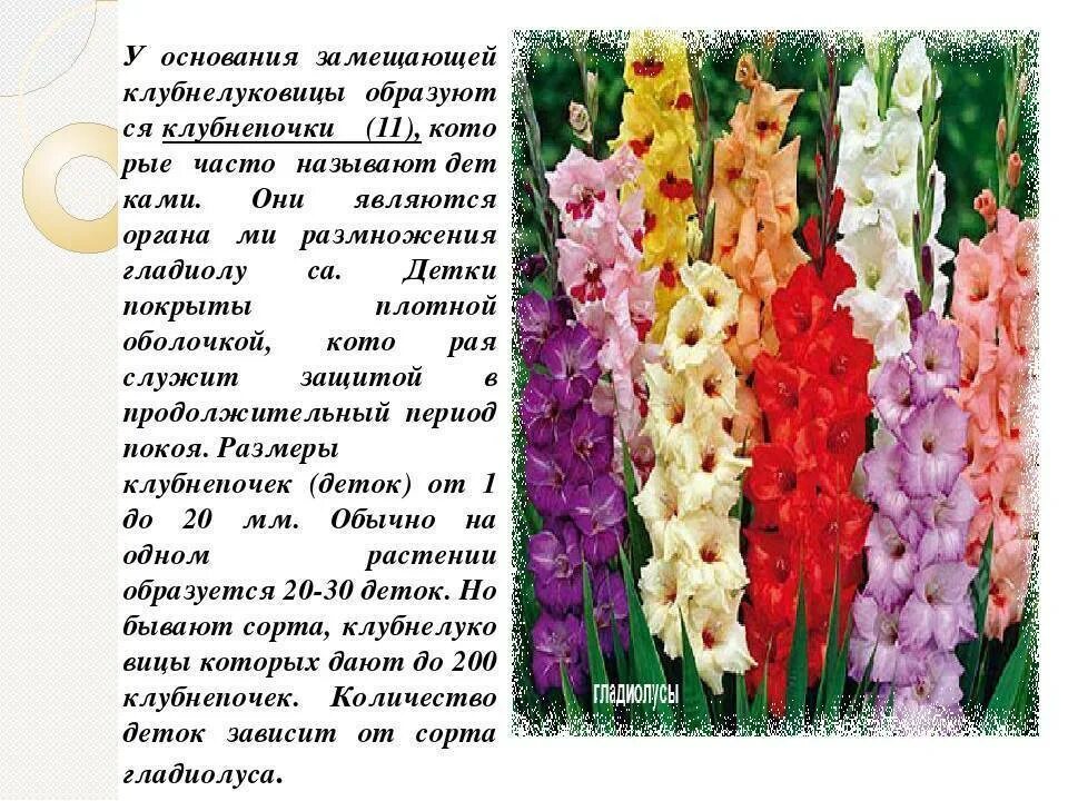 Гладиолус рассказ для 2 класса окружающий. Гладиолус описание. гладиолусы размножение. гладиолус описание растения. гладиолус цветок описание.
