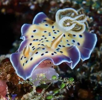 Самые красивые морские обитатели
