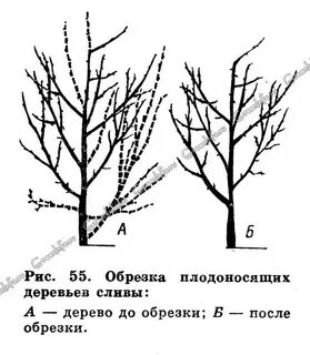 Обрезают ли сливу