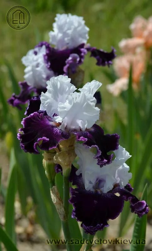 Dinner talk. ирисы осипенко диннер толк. друзья в кафе. ирис dinner talk. счастливые люди за столом.