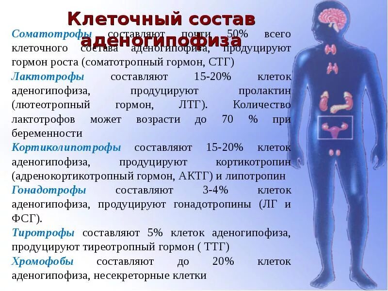 ТТГ. Гипофиз ТТГ. Тиреотропный гормон. Тиреотропный гормон патологии.