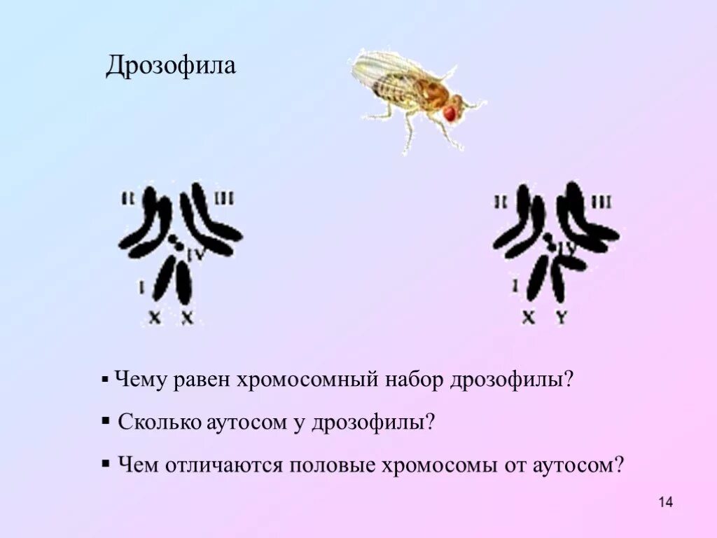 Хромосомный набор дрозофилы. Хромосомы дрозофилы. Кариотип дрозофилы. Набор хромосом дрозофилы.