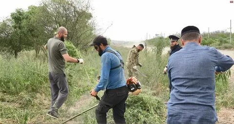 Шейх мансуровский