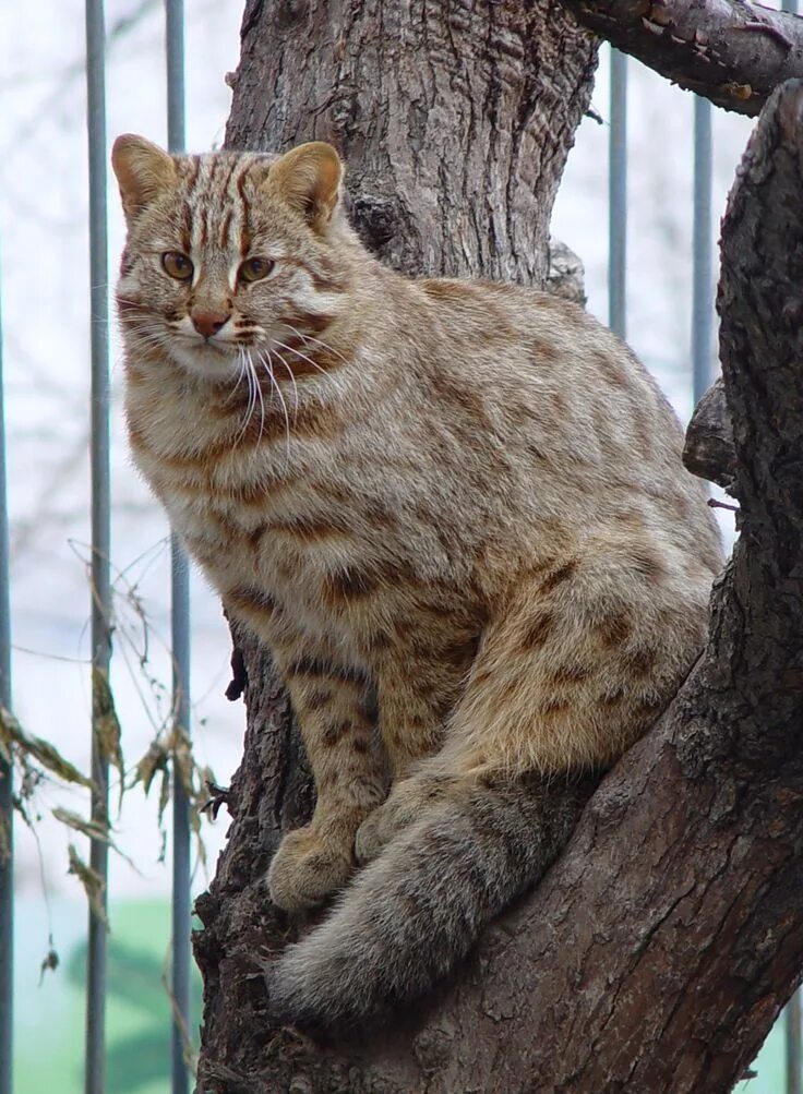 Дикий на каком канале. Дальневосточный Лесной кот (Prionailurus bengalensis euptilurus). Кот дикий Лесной камышовый Амурский. Амурский Лесной кот. Дальневосточный Амурский кот.