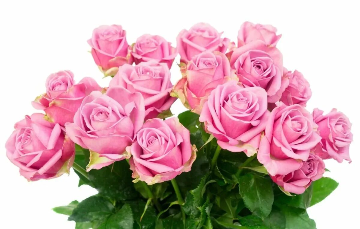Юбилей розовые розы