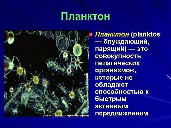 Представители планктона. Планктон в водной среде. Планктон организмы. Понятие планктон.