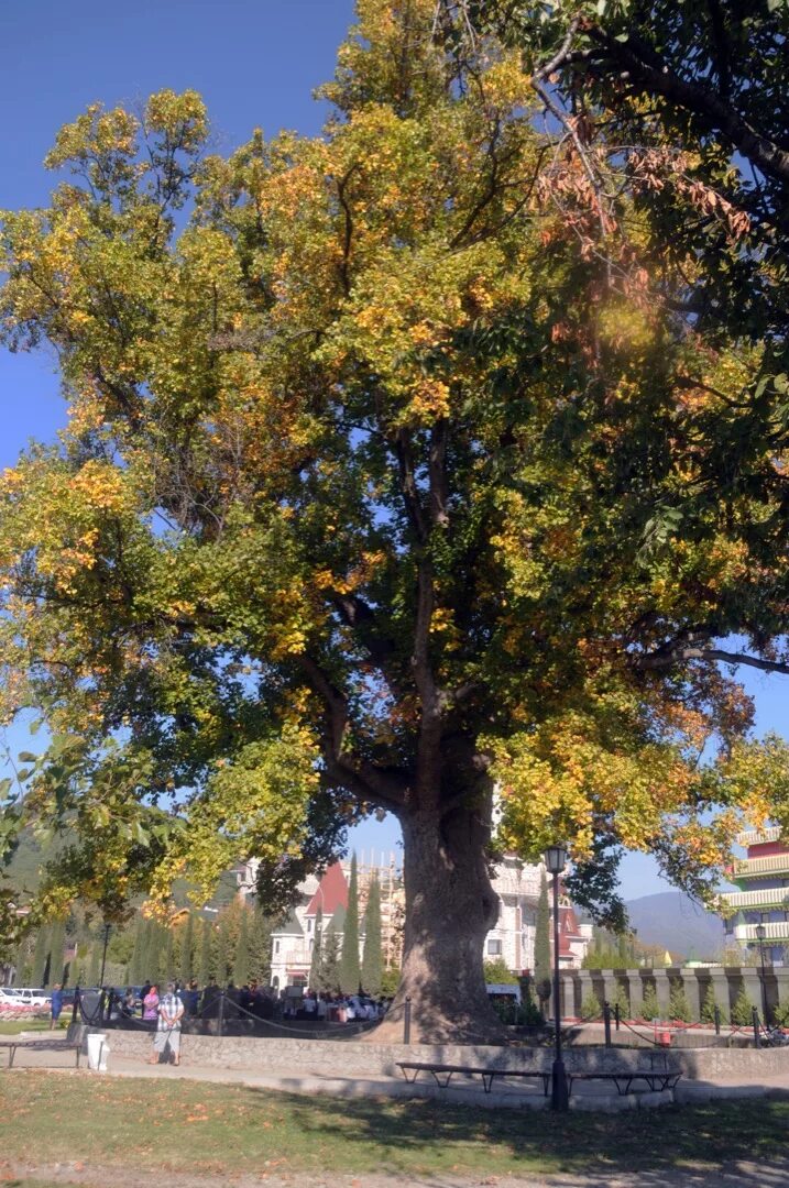 Тюльпановое дерево в сочи головинка. Головинка лазаревское тюльпановое дерево. Тюльпанное дерево головинка. Тюльпановое дерево краснодарский край фото. Тюльпановое дерево головинка.