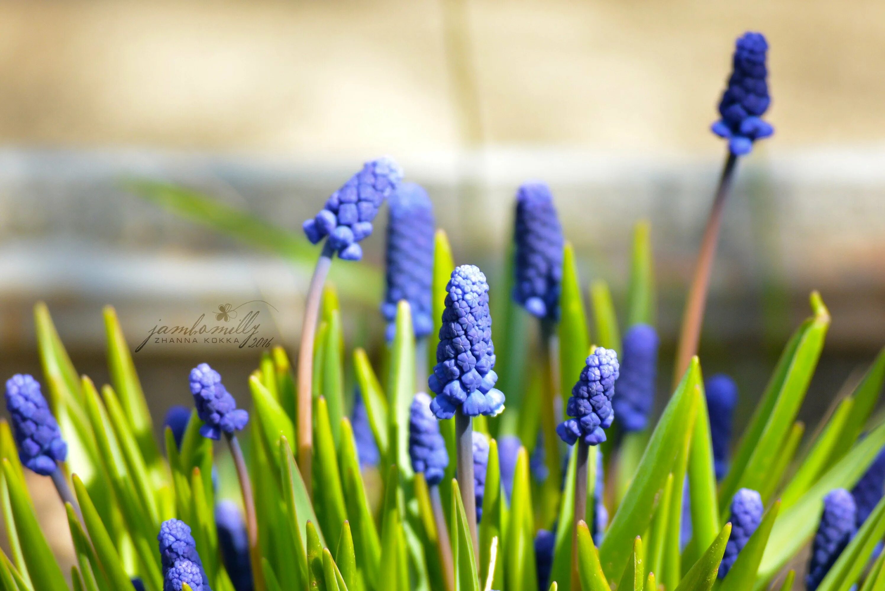 Весенние синие цветочки. Мускари Джойс спирит. Мускари Арменикум. Гиацинт мускари. Пролеска и мышиный гиацинт.