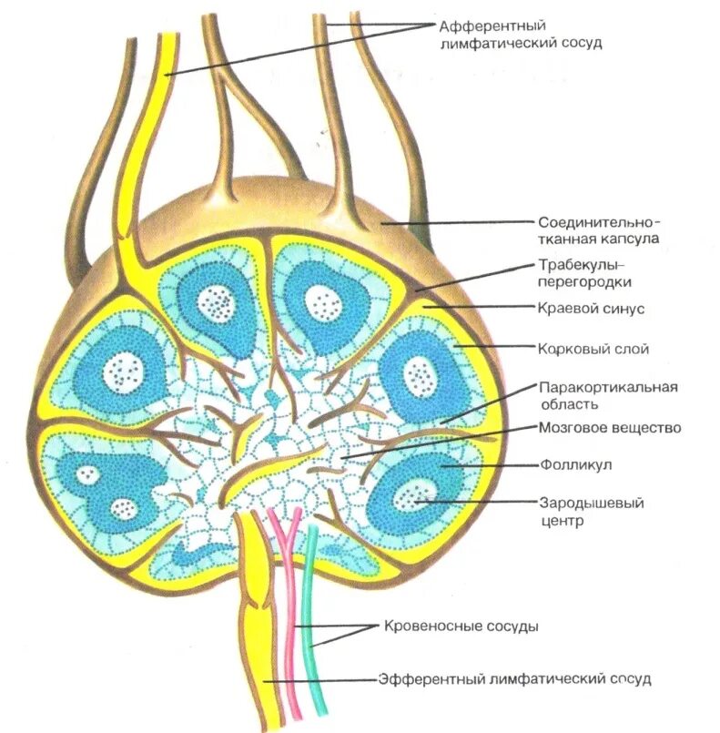 Корень лимфатического узла. Схема лимфатического узла. Строение синусов лимфатического узла. Строение лимфатического узла анатомия. Лимфатические синусы лимфатического узла.
