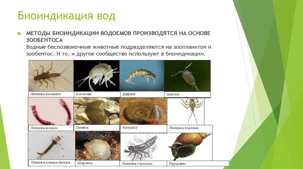 Зоопланктон трофический уровень. Биоиндикация биотестирование биомониторинг. Биоиндикаторы загрязнения водоемов. Беспозвоночные биоиндикаторы. Биоиндикаторы чистоты воды.