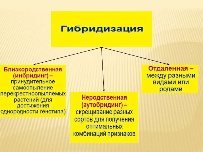 Гибридизация культур. Методы гибридизации в селекции. Близкородственная гибридизация. Гибридизация близкородственная(инбридинг). Близкородственная гибридизация примеры.