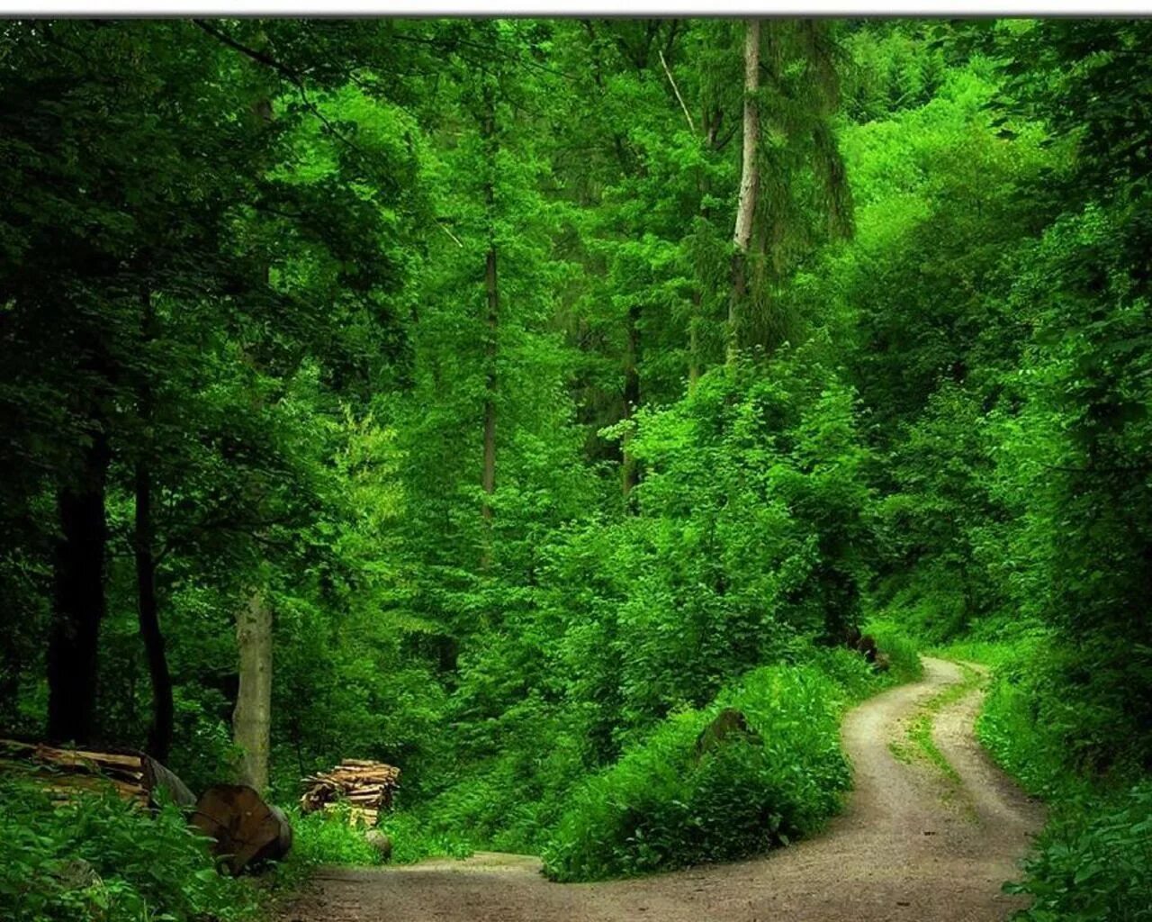 Dense forest