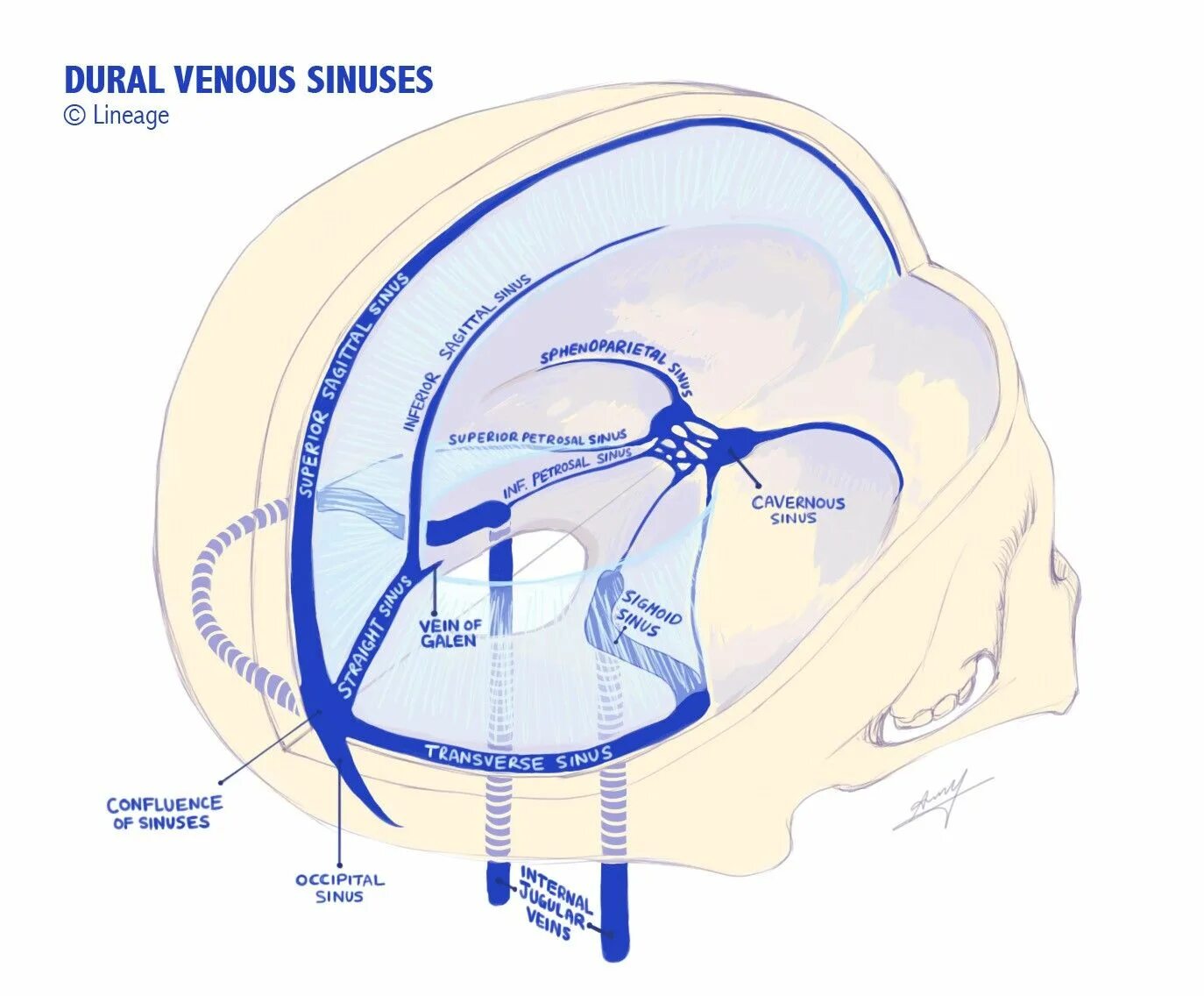 Синусы оболочек головного мозга. Поперечный синус твердой мозговой оболочки. Схема венозных синусов твердой мозговой оболочки. Парные синусы твердой мозговой оболочки. Синусы твердой мозговой оболочки топографическая анатомия.