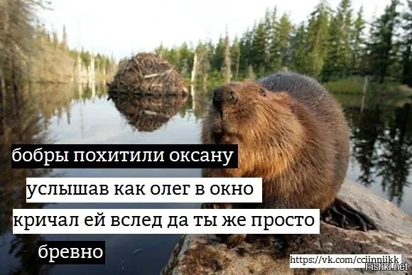 Как говорят бобры. Шутки про Бобров. Шутки про Бобров смешные. Прикол про бобра. Анекдоты про Бобров.