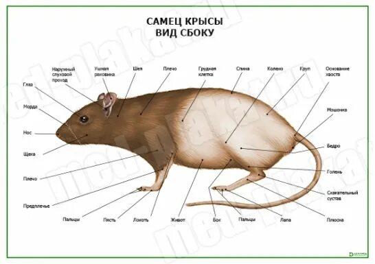 Влажный препарат Внутреннее строение крысы купить в Екатеринбурге, цена
