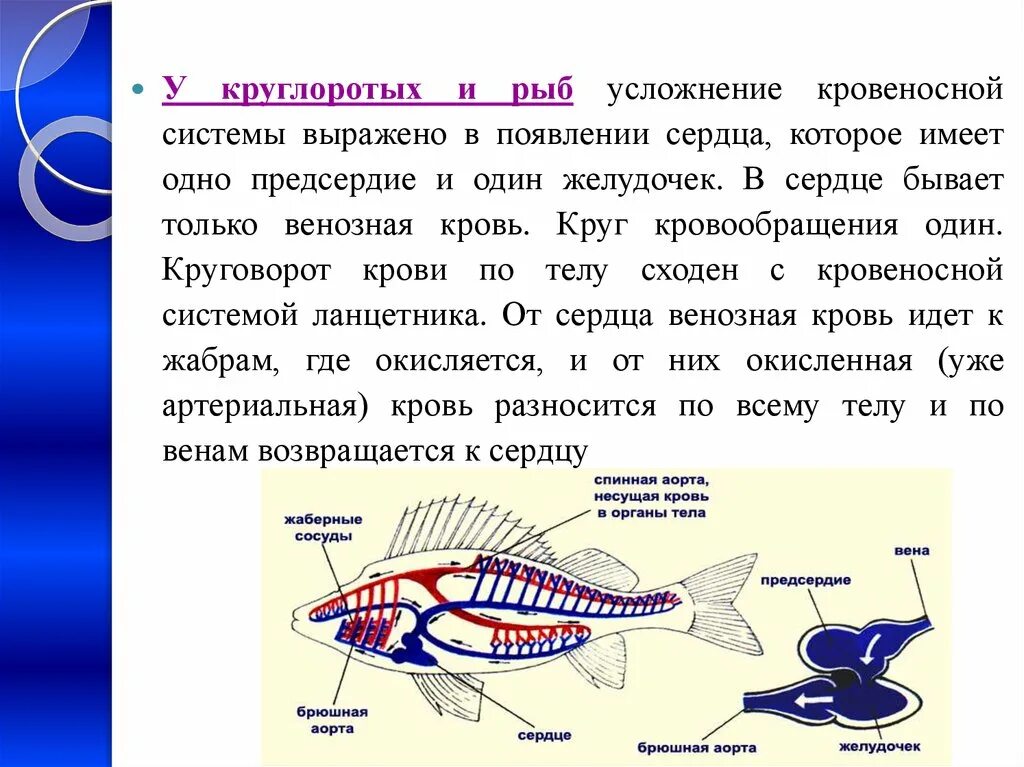 Схема кровообращения рыб. Кровеносная система рыб 7 класс биология. Круг кровообращения у рыб. Кровеносная система рыбы один круг кровообращения. Особенности кровообращения рыб