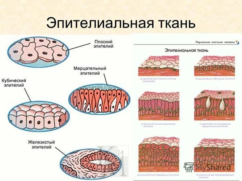 Картинки ОСОБЕННОСТИ ПОВЕРХНОСТНЫХ ЭПИТЕЛИЕВ