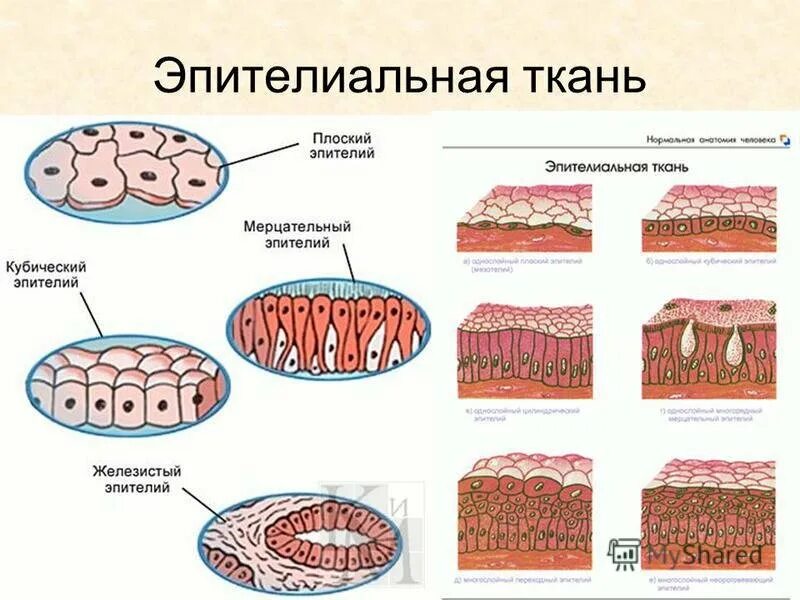 Строение эпителиальной ткани анатомия. Схема строения эпителиальной ткани. Схема строения эпителиальной ткани человека. Строение эпителиальной клетки схема. Эпителиальные ткани состоят из клеток