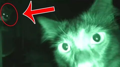 Кошка призрак