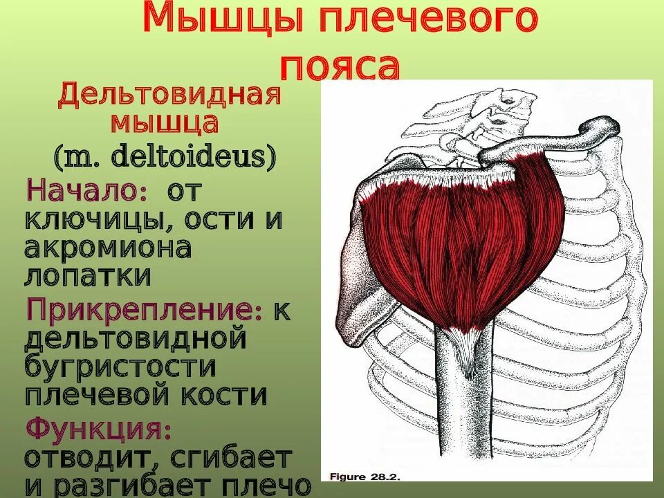 Дельтовидная функции