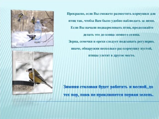 Что изменилось в поведении птиц осенью. Поведение зимующих птиц. Что изменилось в поведении птиц осенью. Осенью птицы улетают в теплые страны. Птицы которые улетают осенью в теплые края.