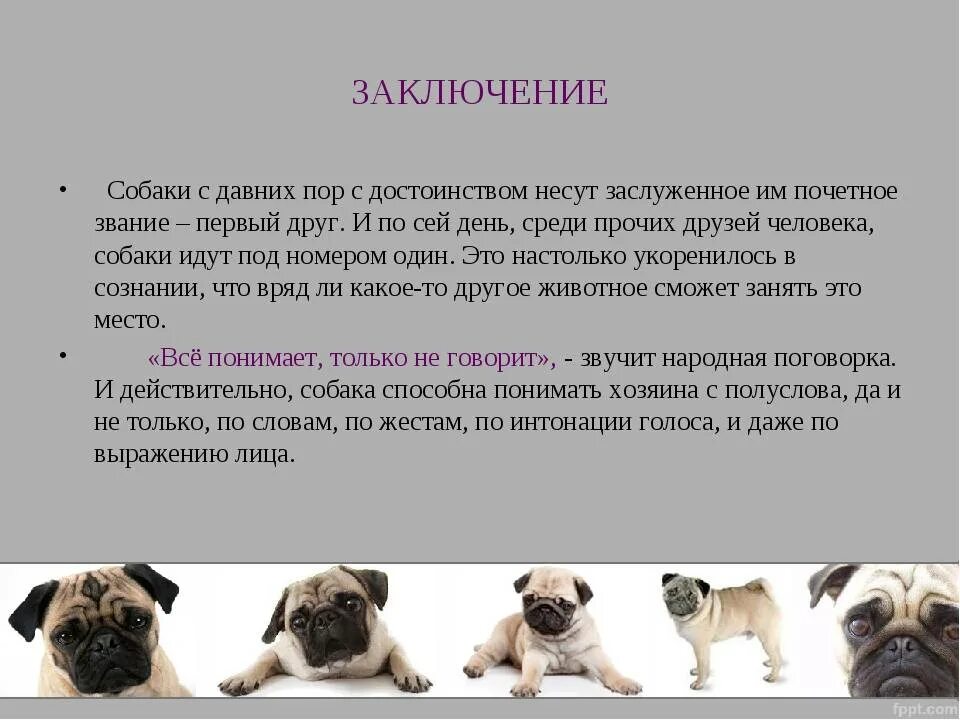 Выводить породу. 2 Класс рассказ о породе собак Мопс. Заключение про собак. Вывод собака друг человека. Проект про собак.