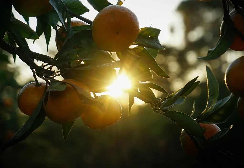 На дереве висят мандарины сначала. Абхазия мандарины и хурма. Абхазия мандарины на дереве. Мандариновый сад Абхазия. Хурма Абхазия роща.