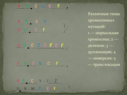 Поворот хромосомы на 180 это