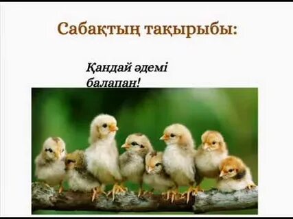 Толық әйел порно видеода күйеуінің жыныс мүшесін өлшейді