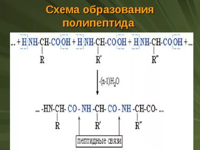 Функции полипептидов