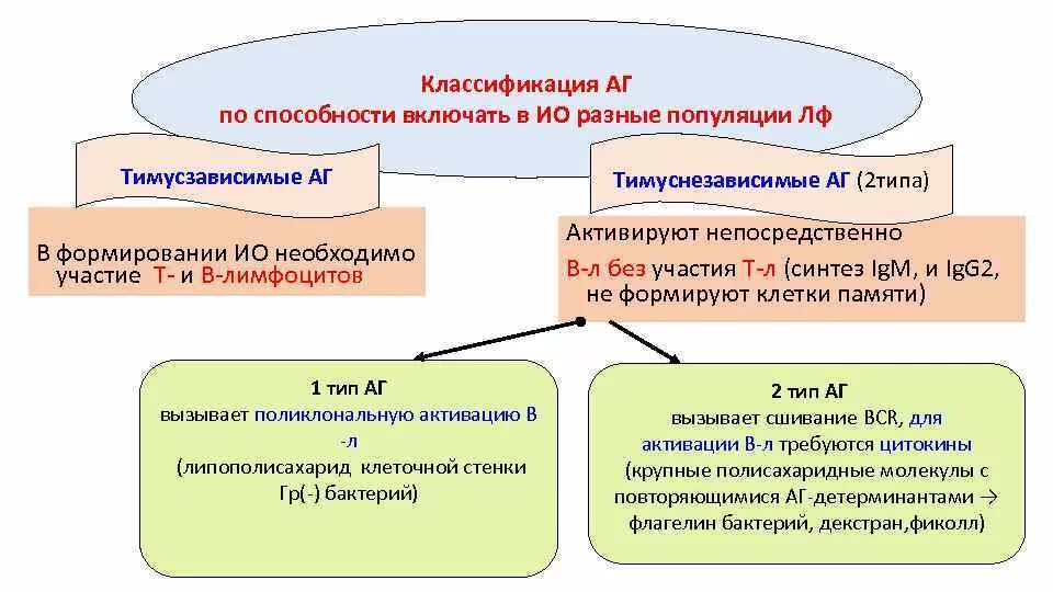 Т зависимые. Тимусзависимые и тимуснезависимые антигены. Характеристики тимусзависимых и тимуснезависимых антигенов.. Т зависимые антигены примеры. Гуморальный иммунный ответ на тимусзависимые антигены.