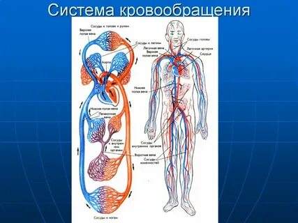 Значение большого кровообращения
