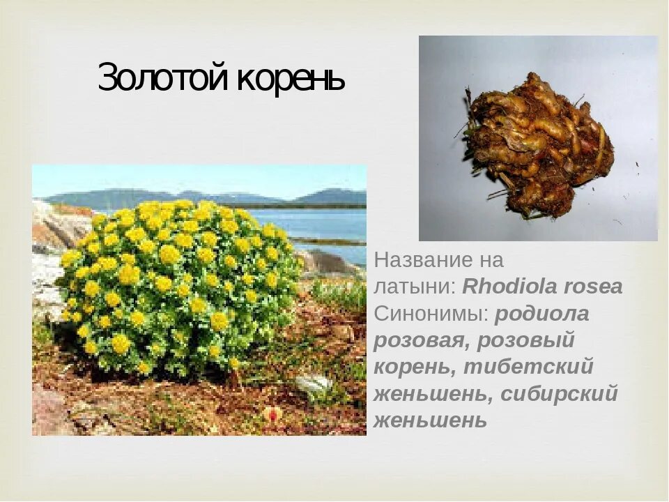Родиола розовая описание растения: найдено 86 картинок