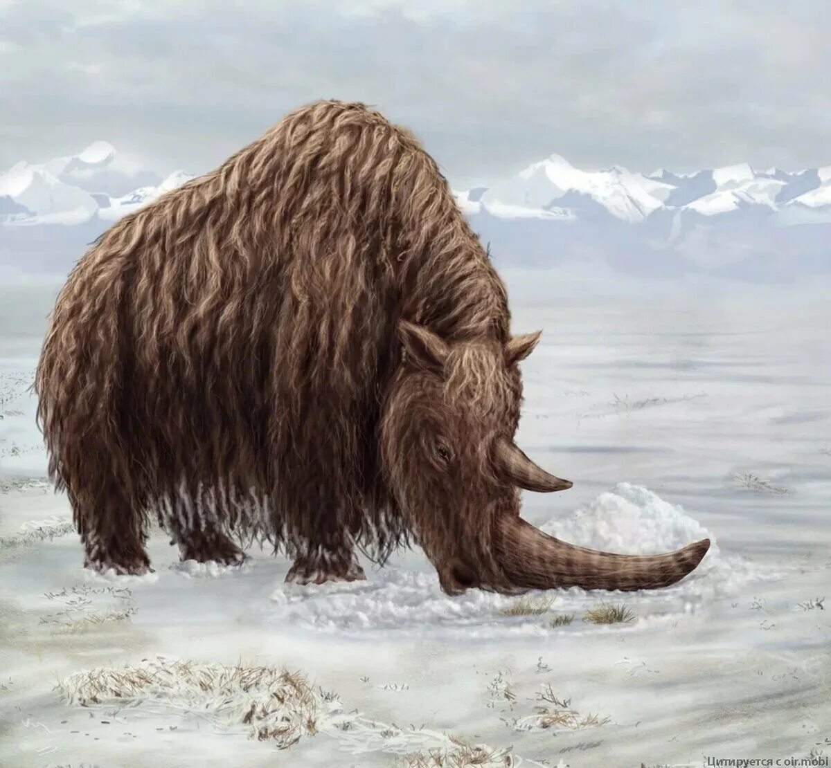 Шерстистый носорог. Шерстистый мамонт (Woolly Mammoth). Шерстистый носорог и мамонт. Мамонт Бизон шерстистый носорог. Носорога мамонта