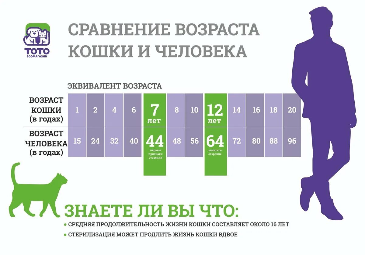 Сколько живут кошки в среднем домашних условиях. Продолжительность жизни кошек. Средняя Продолжительность жизни кошек. Средняя продолдительнрсть Дизни конек. Средний срок жизни кошек.