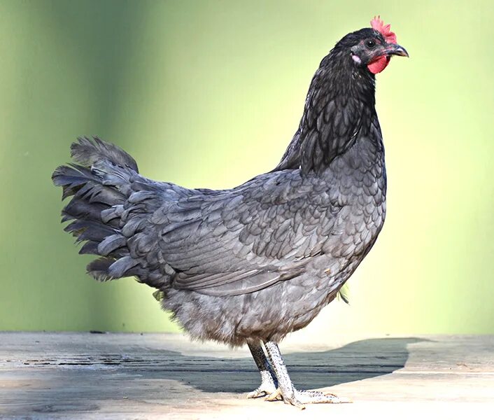 Аппенцеллер (порода кур). Андалузская голубая цыплята. Доминант 107 куры. Куры породы Доминант Блу.