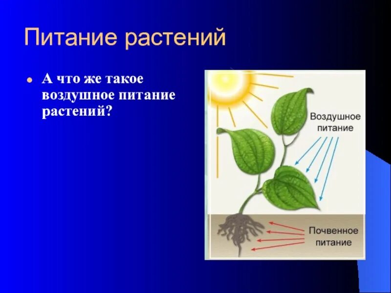 Питание растений. Воздушное питание растений. Питание растений биология. Почвенное и воздушное питание растений.