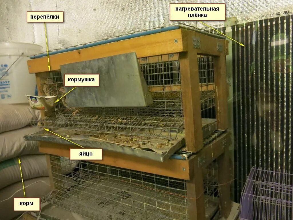 Домашние перепелки содержание. Помещение для перепелов. помещение для разведения перепелов. содержание перепелов. перепелиная ферма.