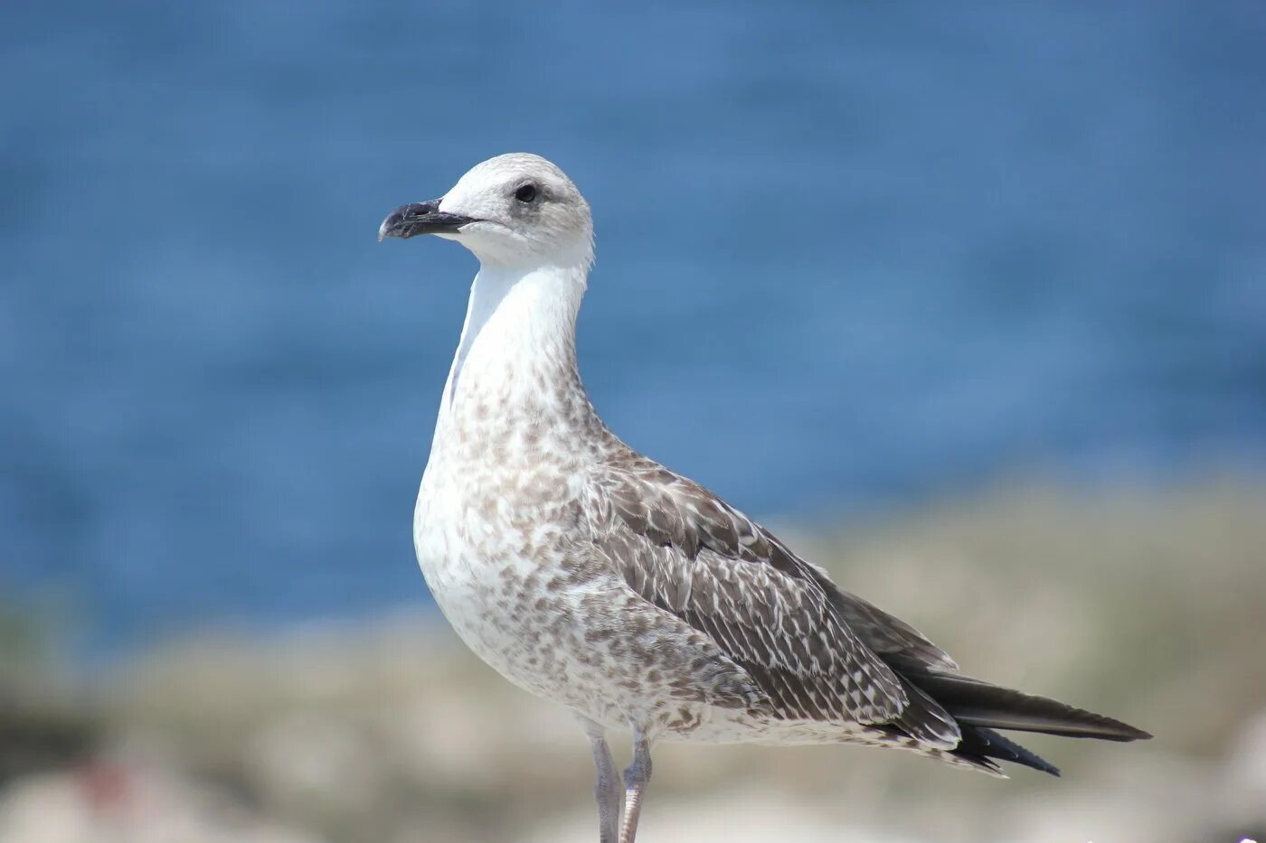 Альбатрос и чайка. Морские птицы баренцева моря. Морская чайка баренцево море. Название морских птиц. Чайка черноморская пятнистая.