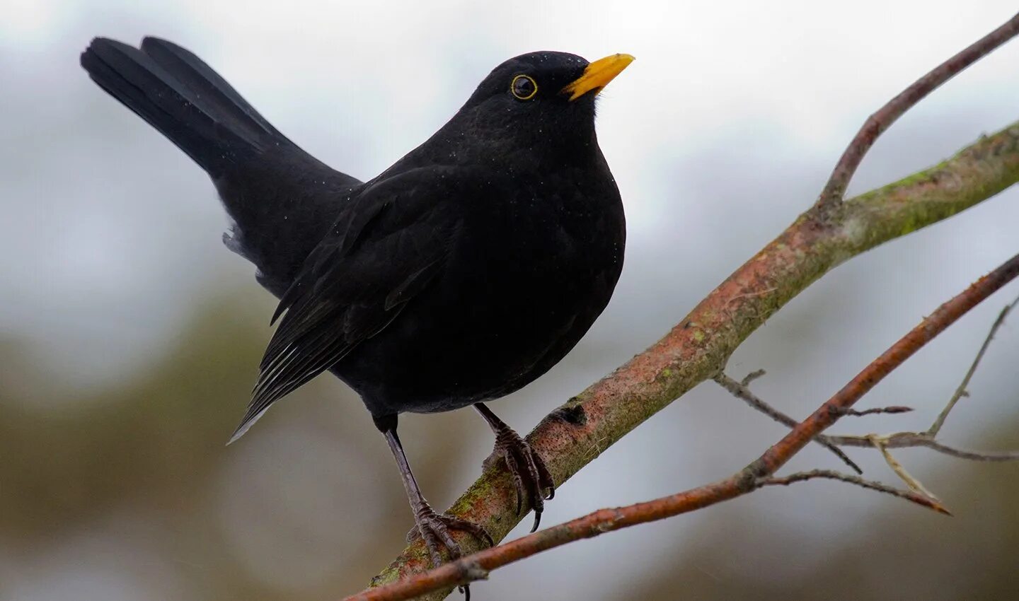 Пение черного. Черный Дрозд птица. Дрозд чёрный (turdus Merula). Черная птичка с белыми крапинками. Птица черная с белыми пятнышками.