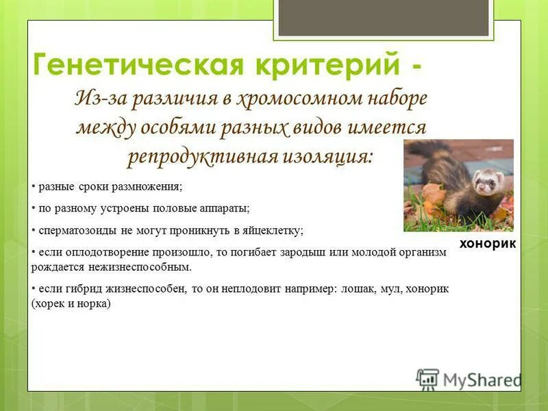 Генетический критерий благородного оленя. Генетический критерий оленя. Генетический критерий. Воспитание потомства у животных. Генетический критерий оленя.