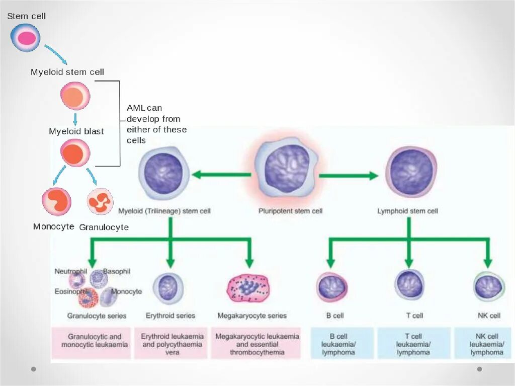 Acute myeloid Leukemia. Acute Leukemia classification. Hematopoietic Stem Cells Niche in acute myeloid Leukemia. Aml проверка cryptozen